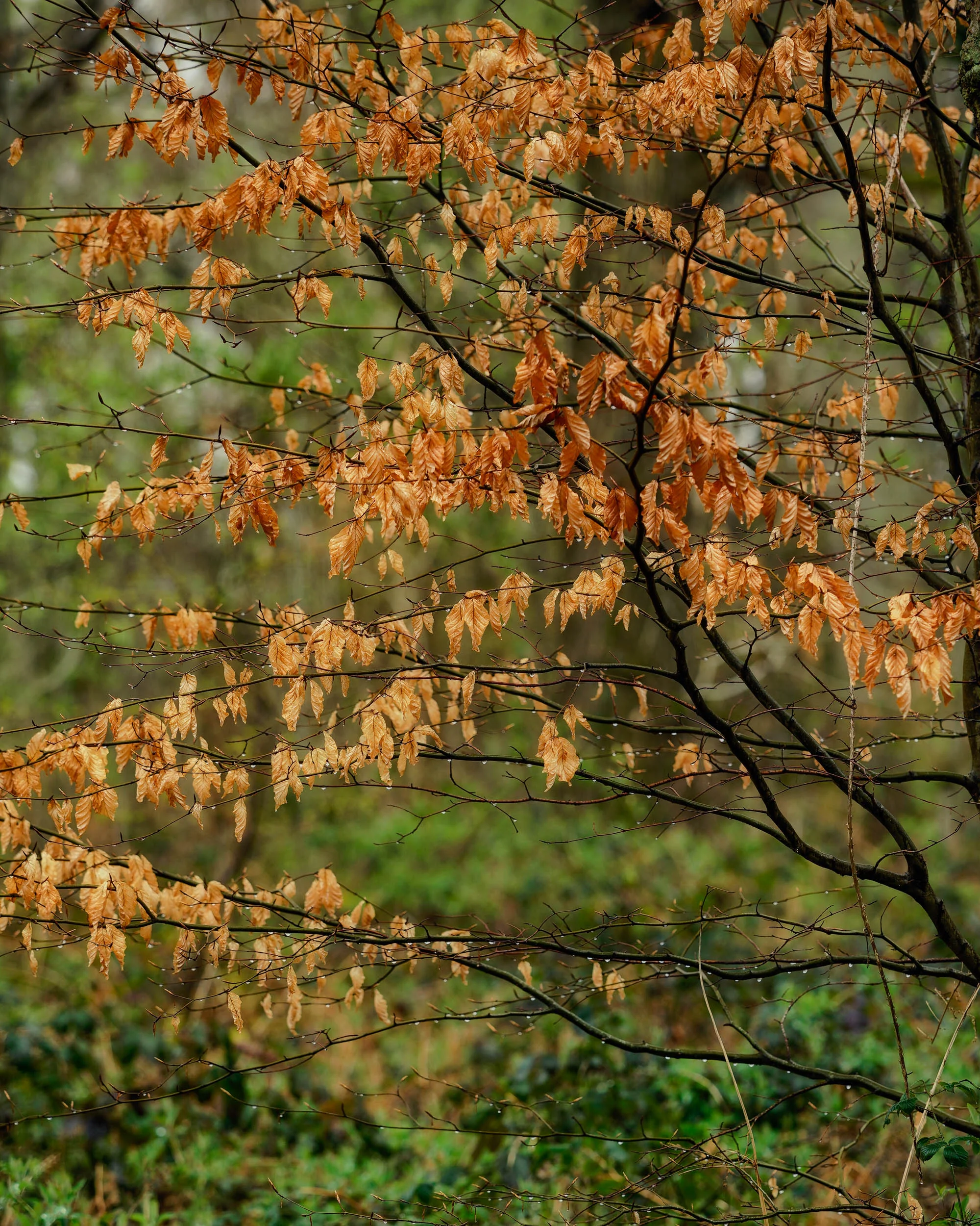 Clowes Wood 1