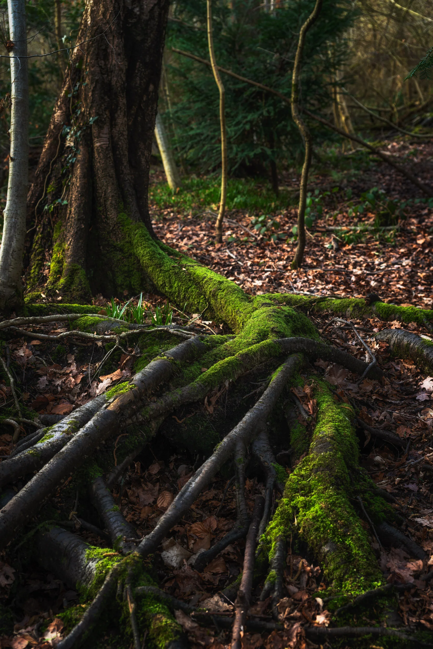 roots