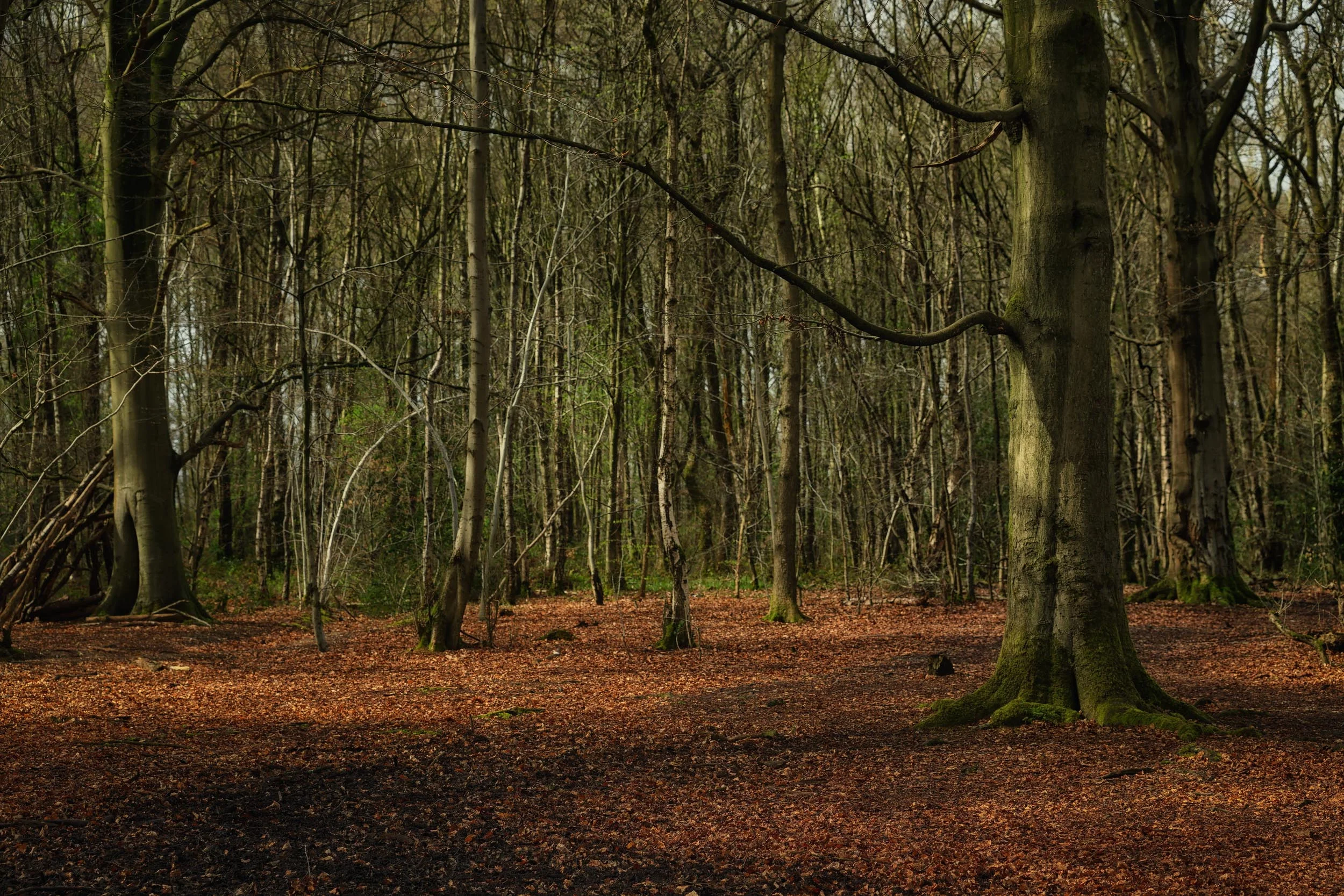 clowes wood 7