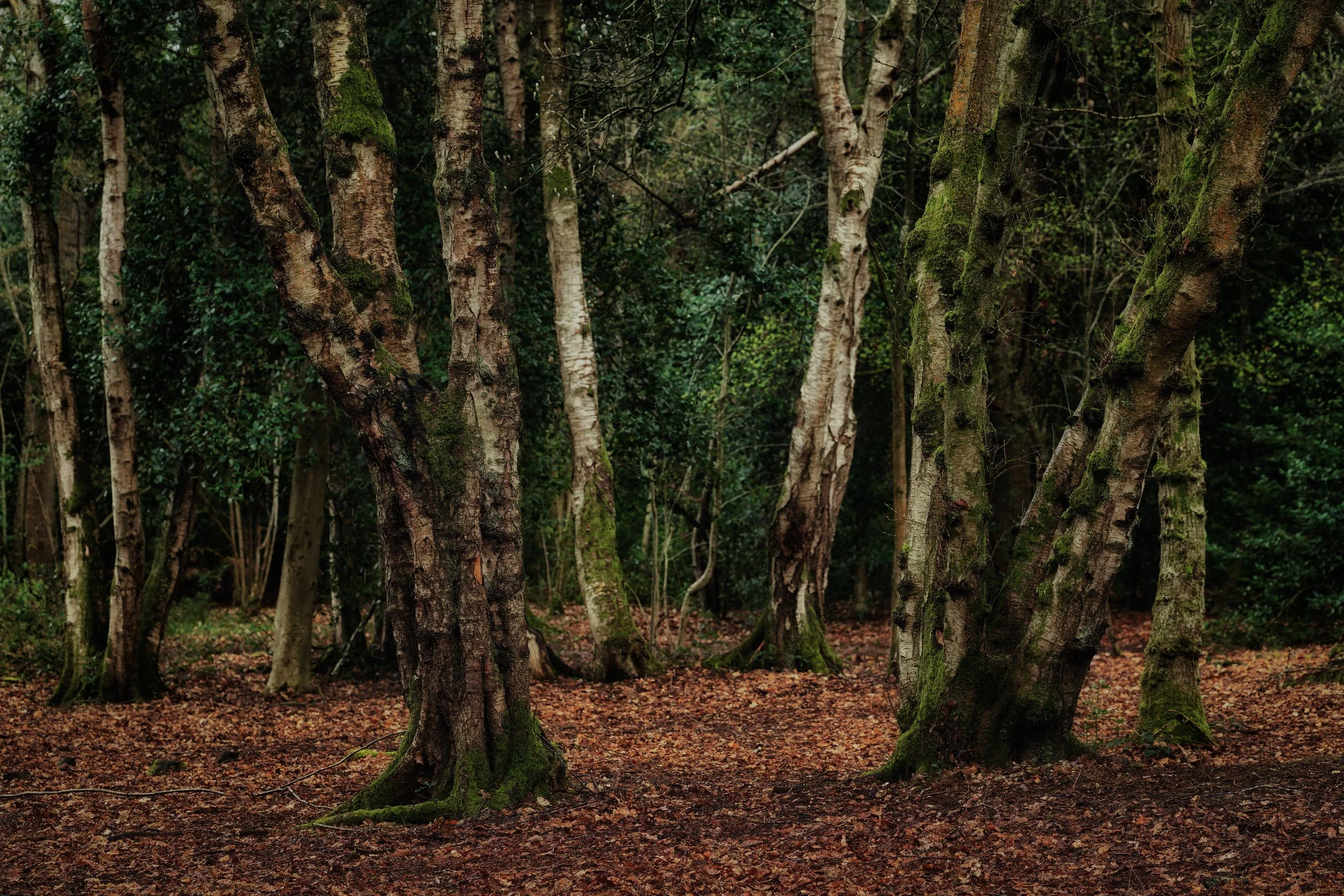 clowes wood 4