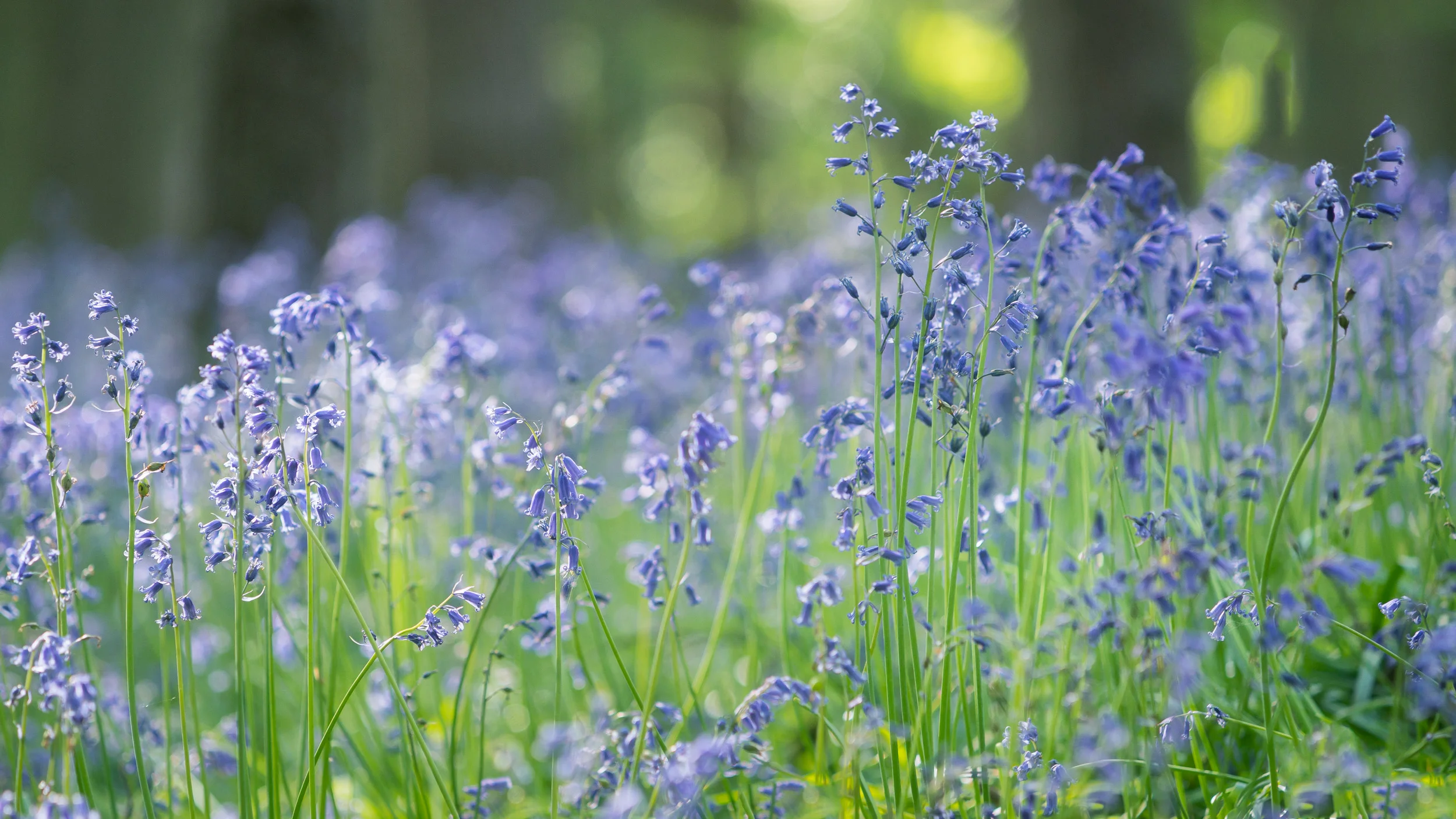 200mm @ f3.5 16:9 aspect ratio