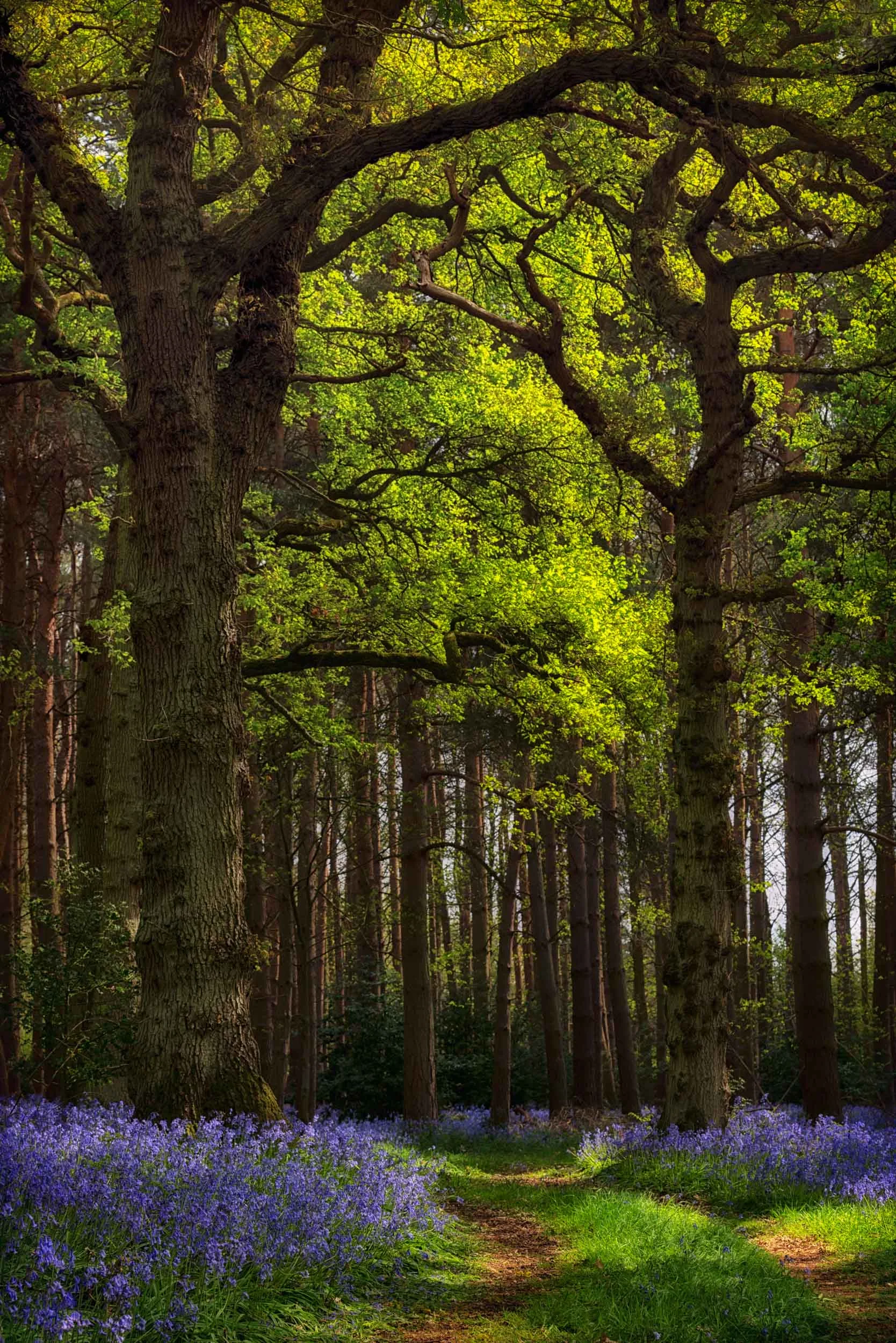 bluebell Woods 2019 1