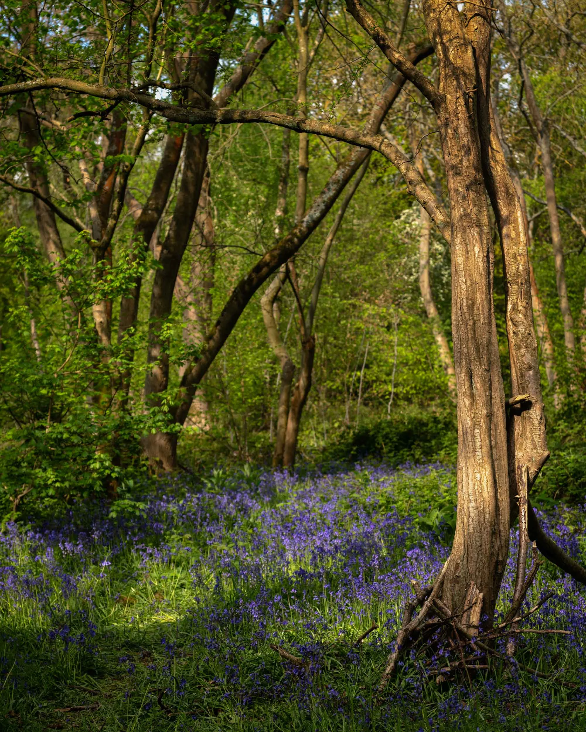Millisons Wood 2