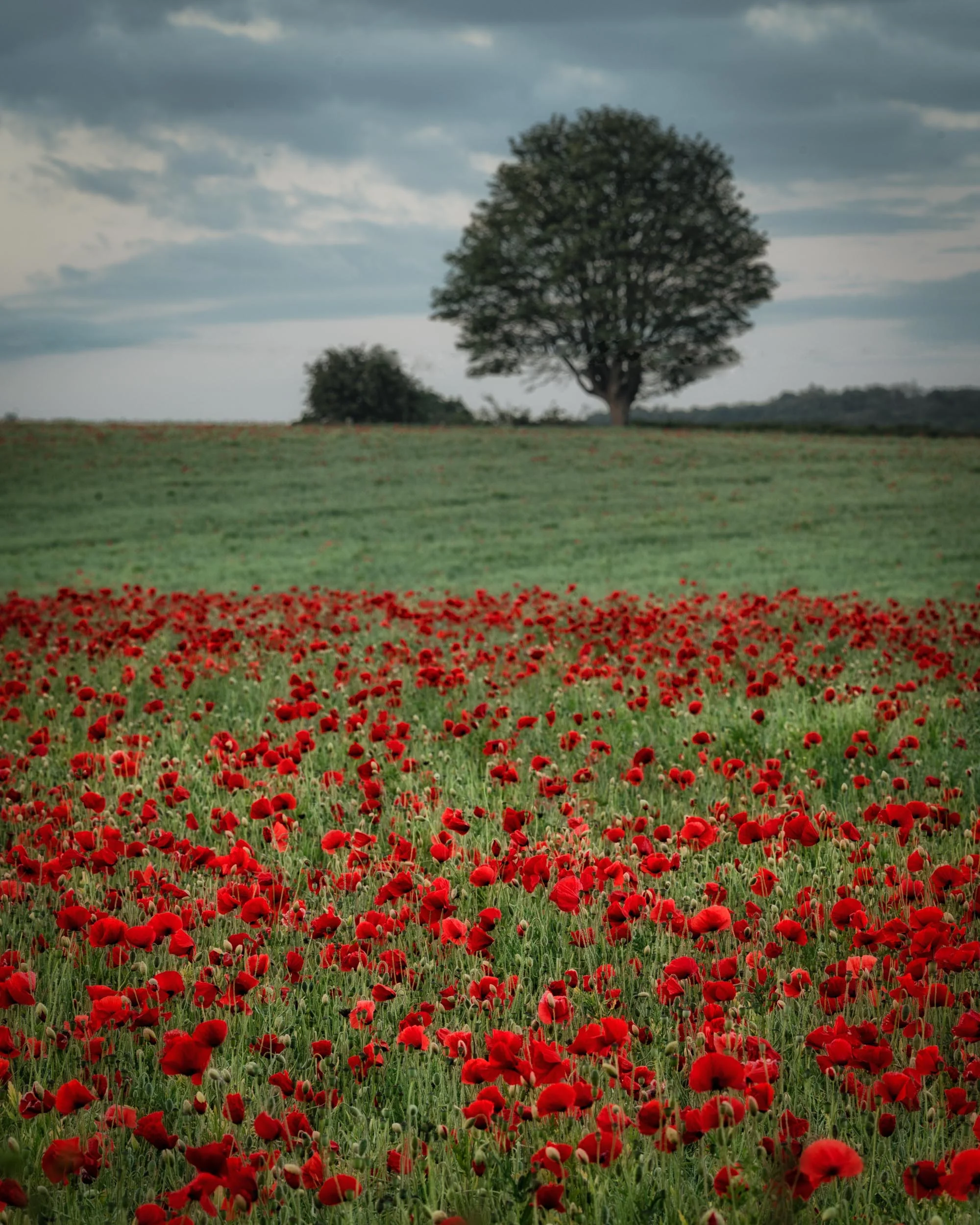 6-6-2019 Poppies 1