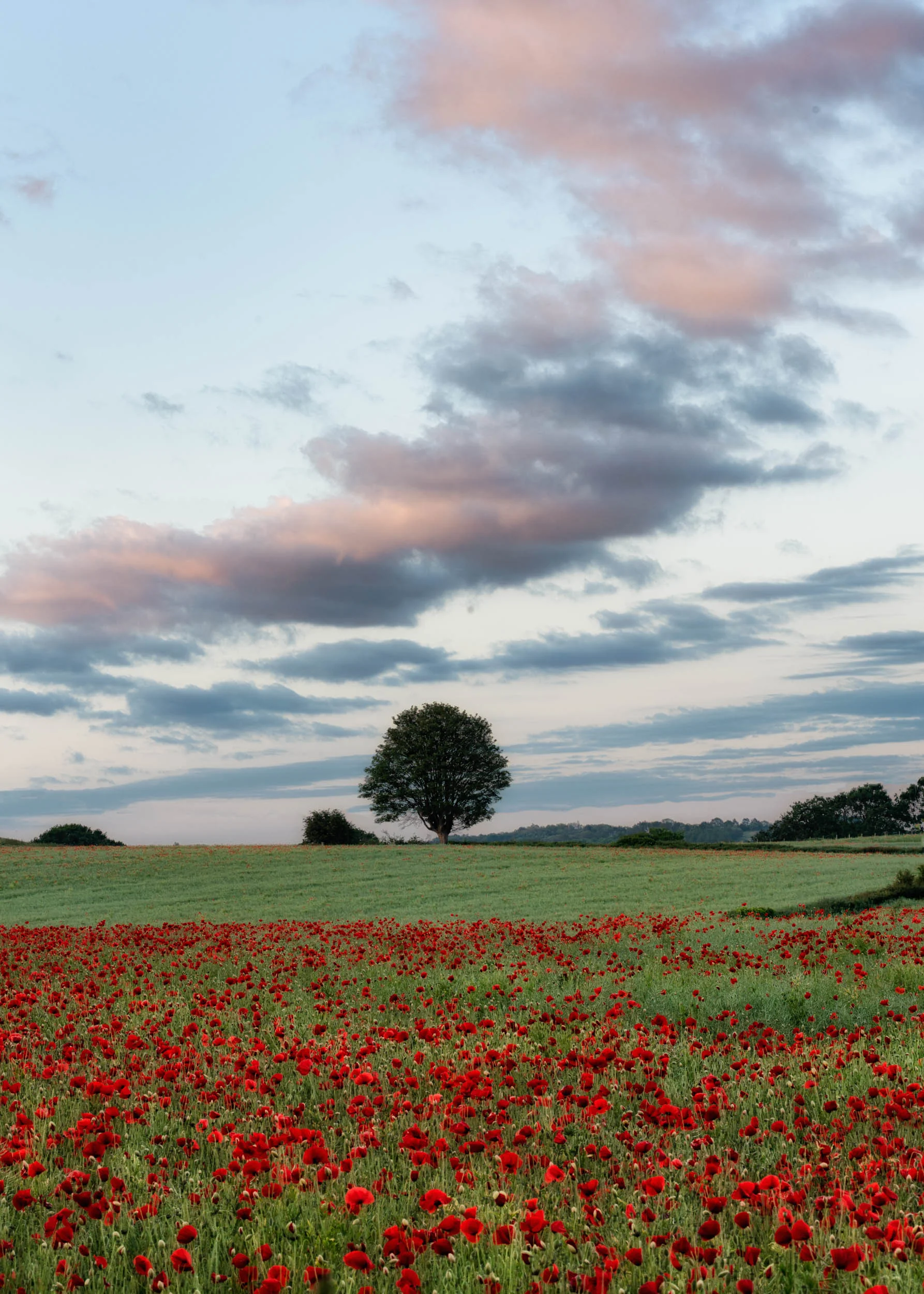 6-6-2019 Poppies 2