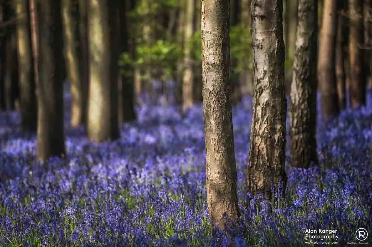 blue season