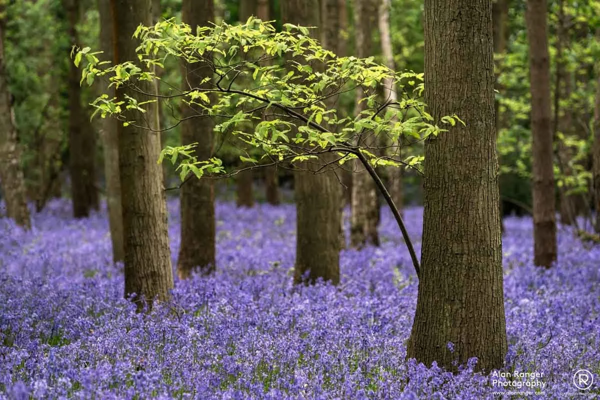 bluebell carpet
