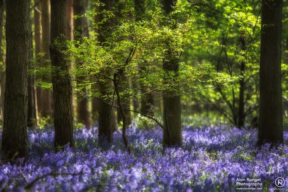 bluebell carpet