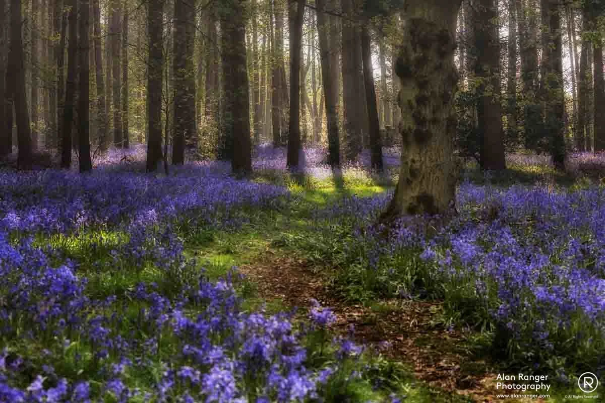 bluebell light