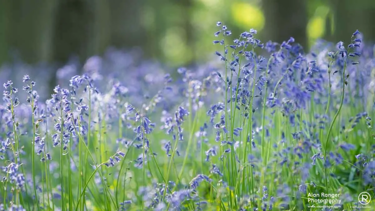 bluebell sways