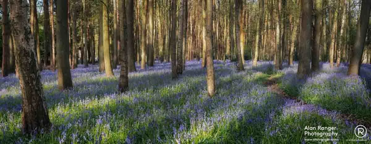 bluebell woods 2018