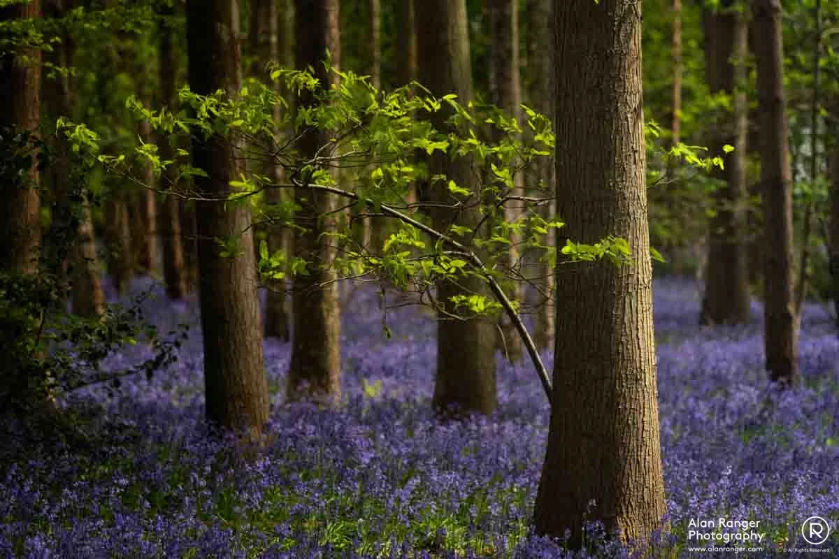 bluebell Woods 2019 4