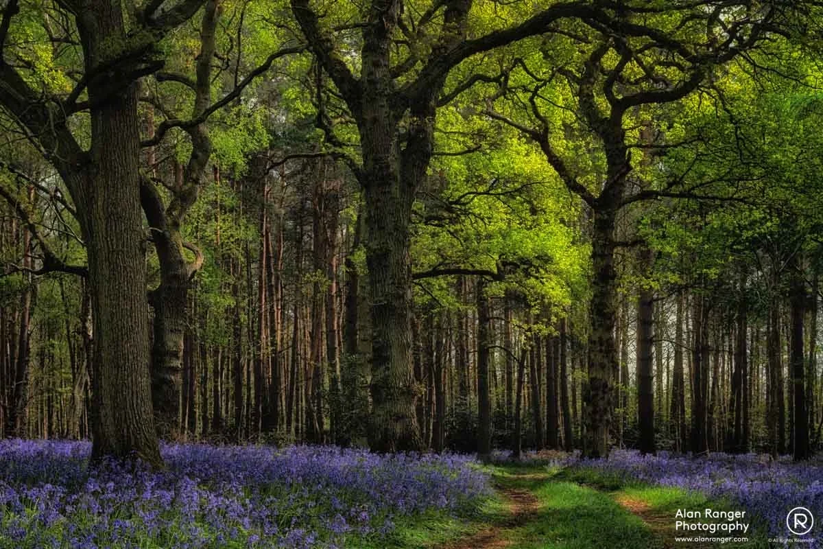 Bluebell Woods 2019