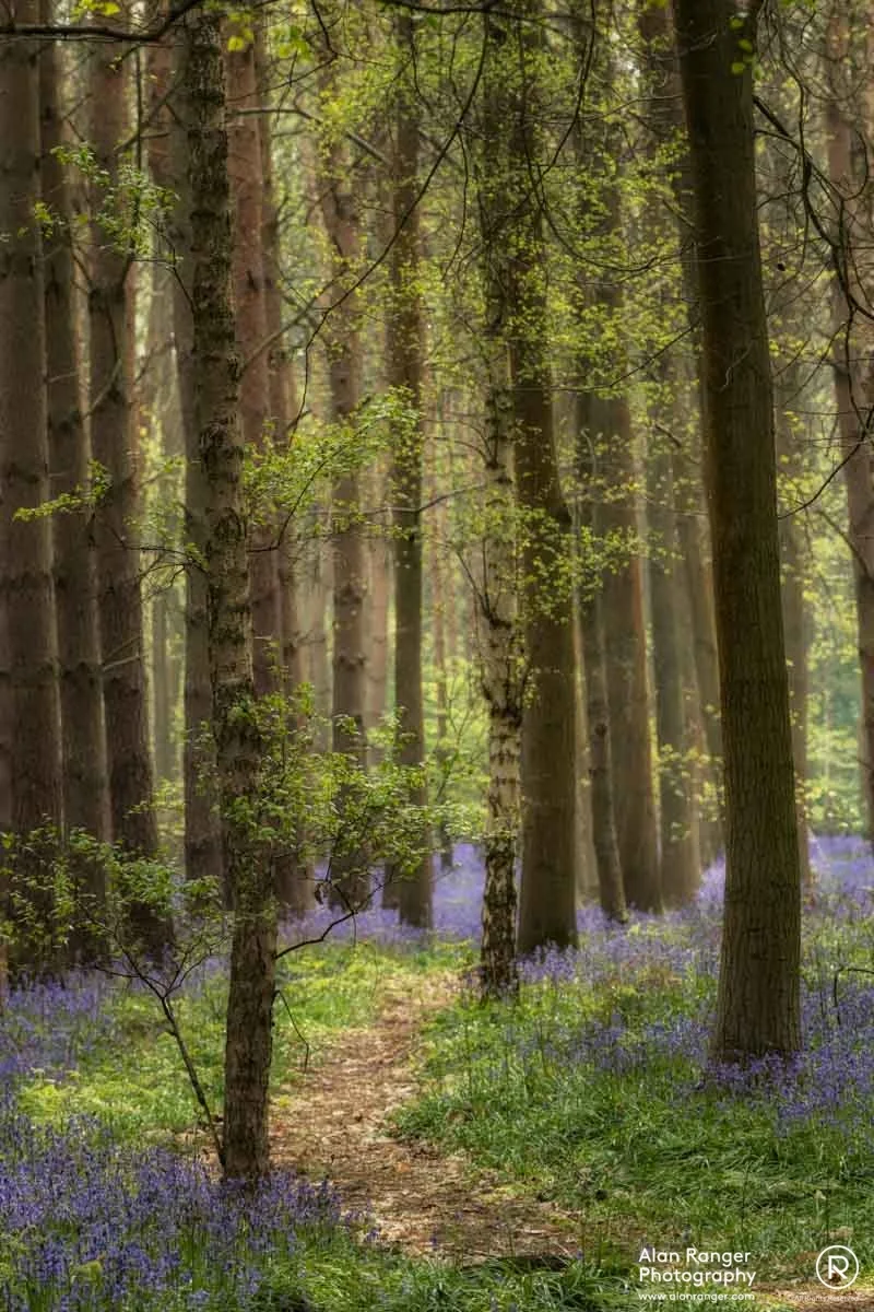bluebells 9