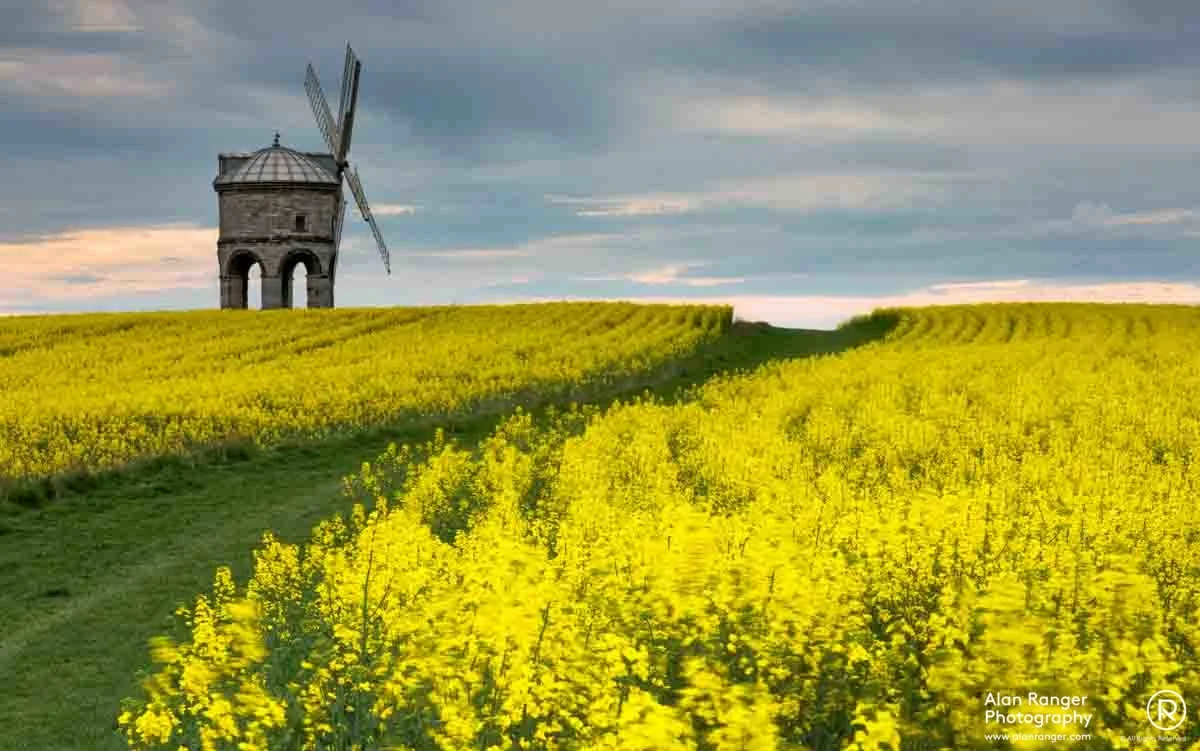 Golden Chesterton