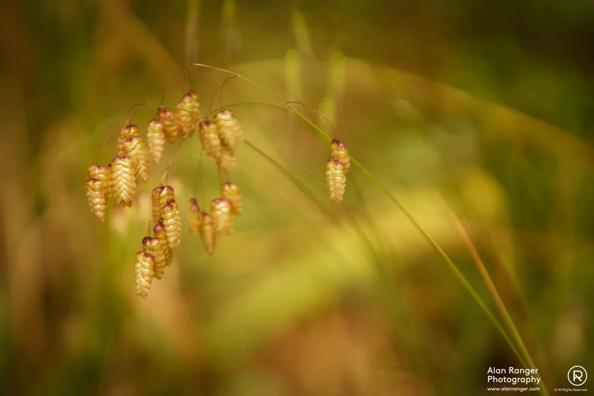 seed heads