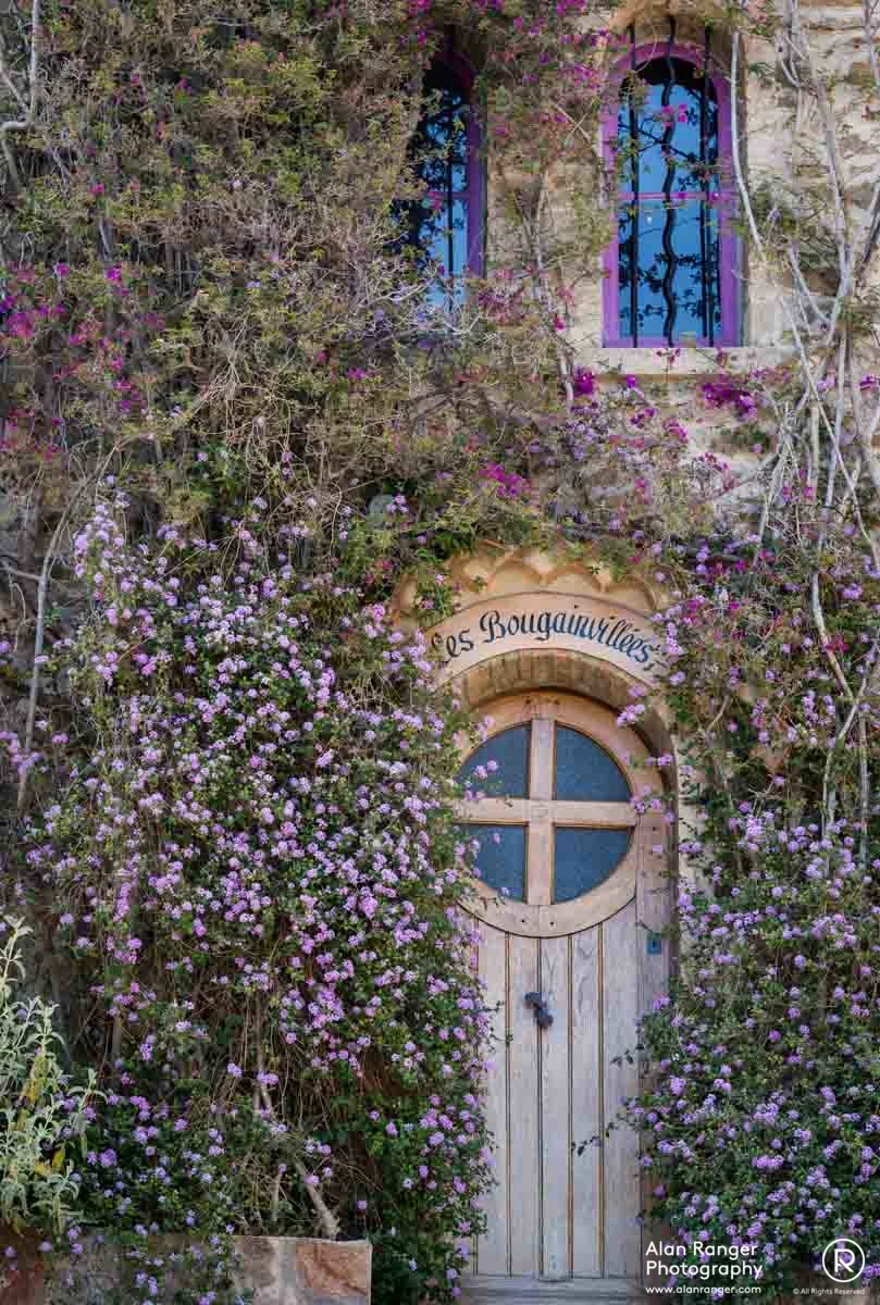 bougainvilles