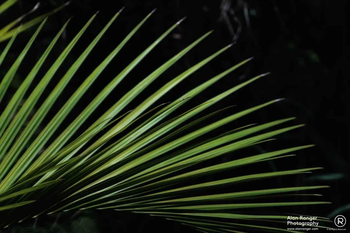 palm