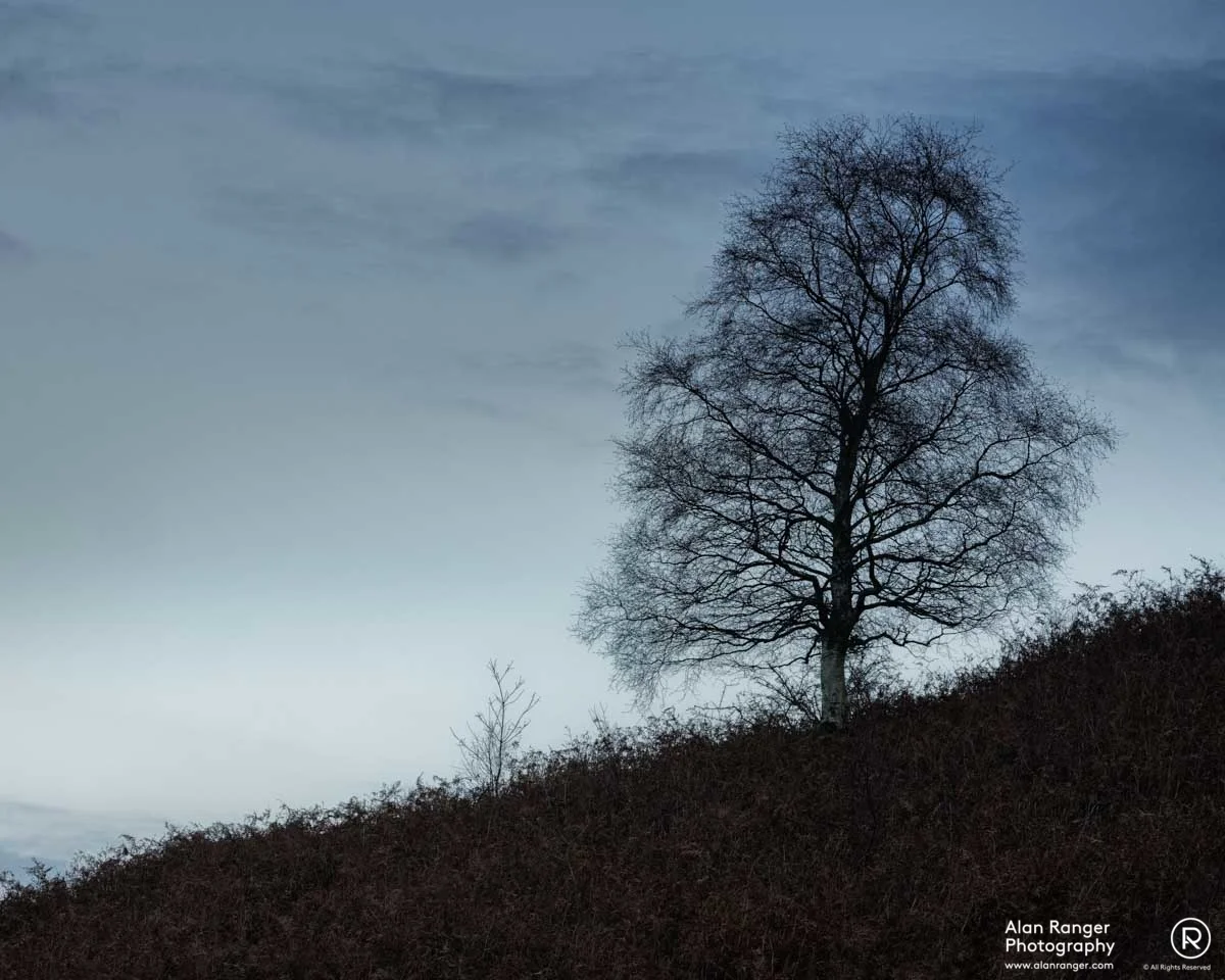 grasmere birch 3