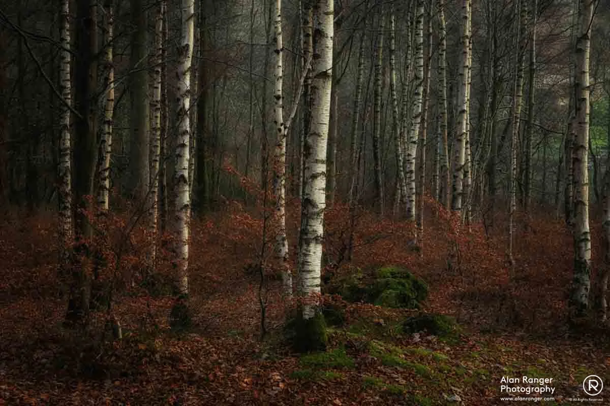 grasmere birch 1