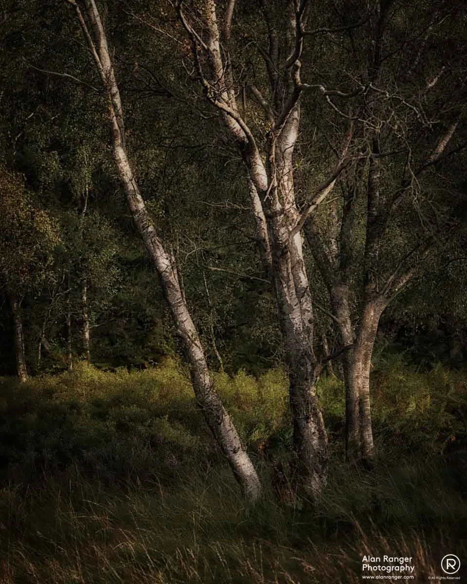 birch 3