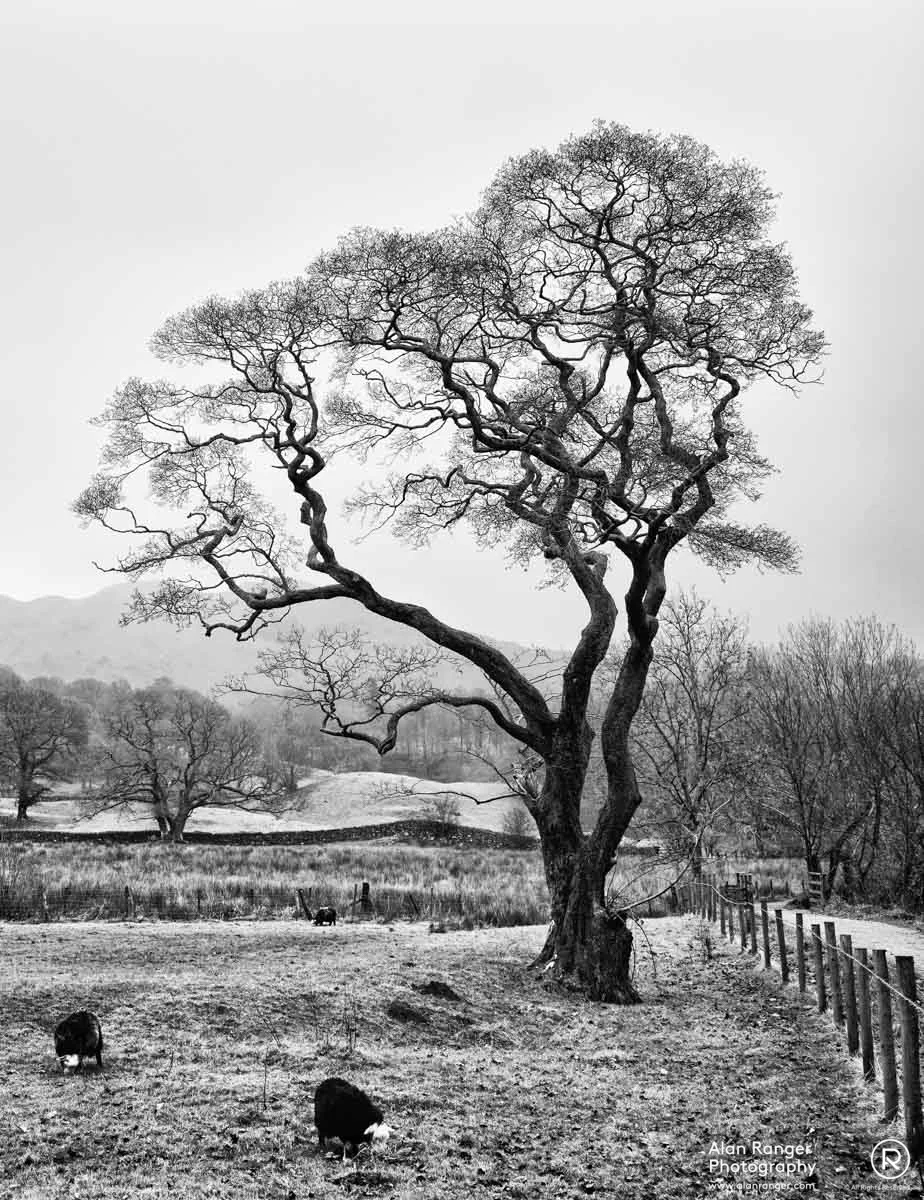 elterwater walk