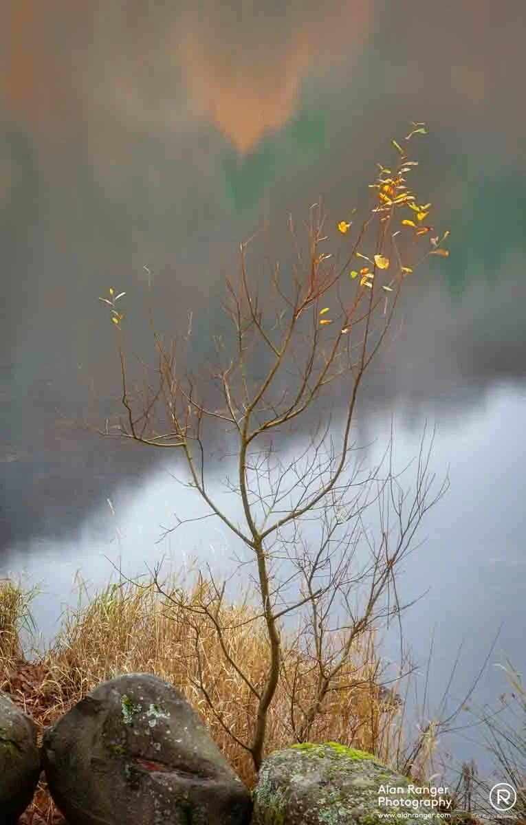grasmere sunkiss