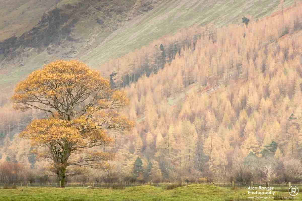 crummock autumn yellows