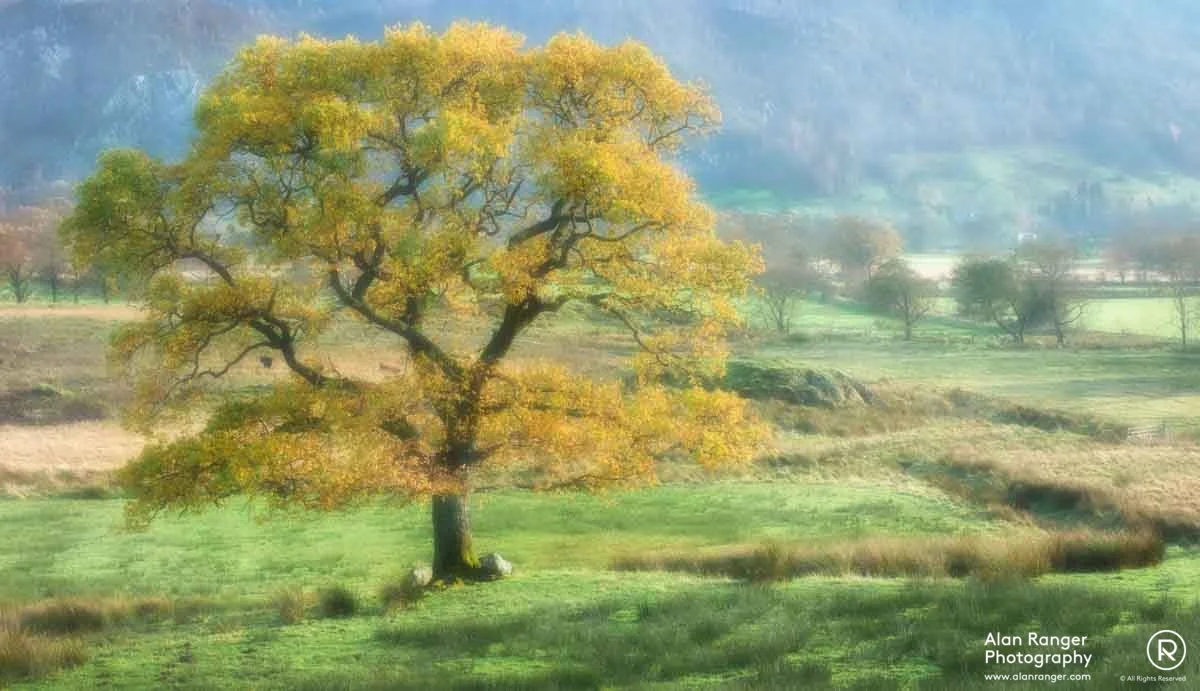 golden haze