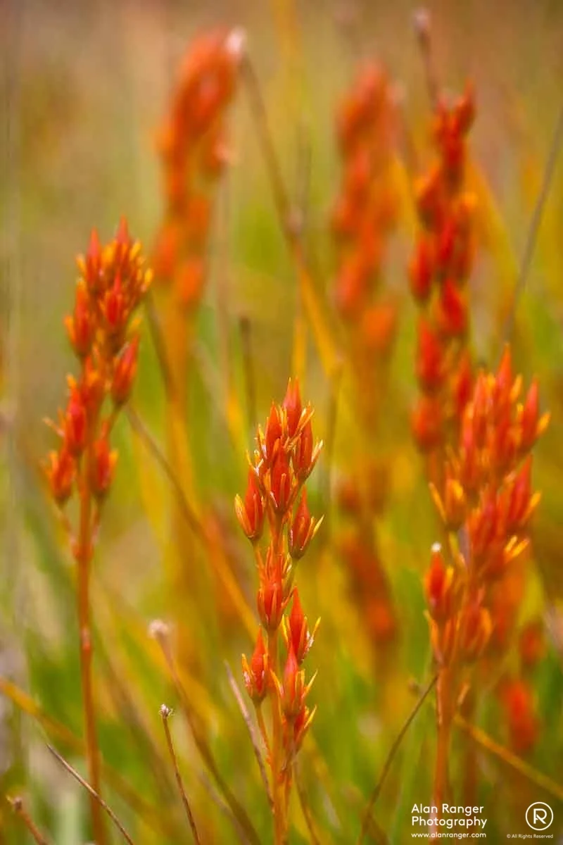 autumn grass