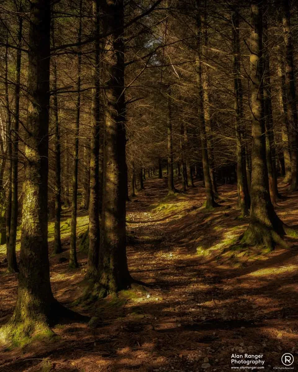 Blea Tarn Woods
