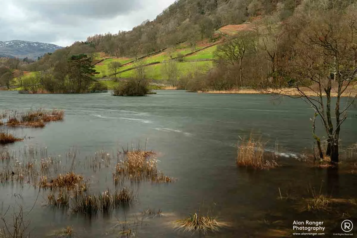 rydal gold