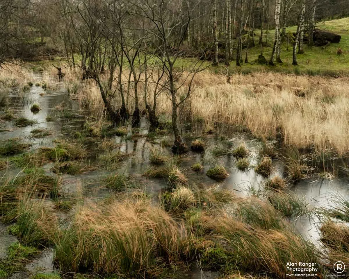 Rydal waterlogged 3