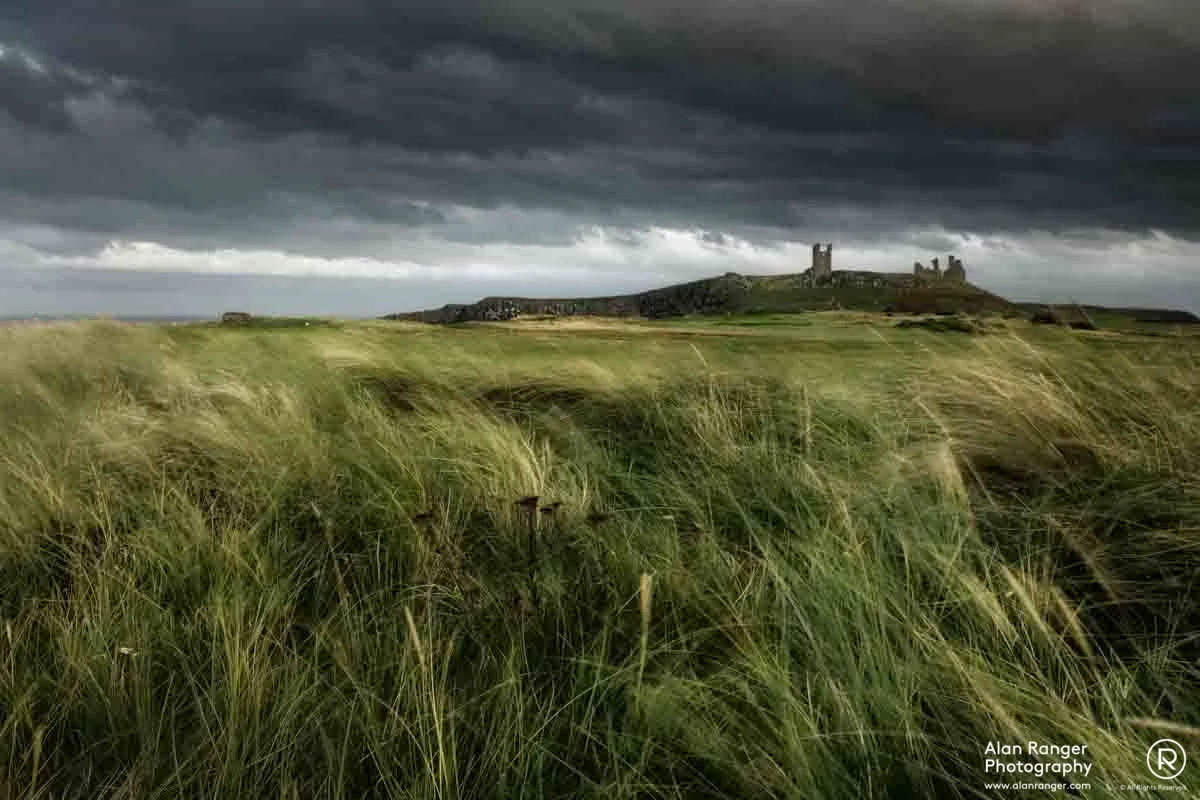 dunstanburgh grasses