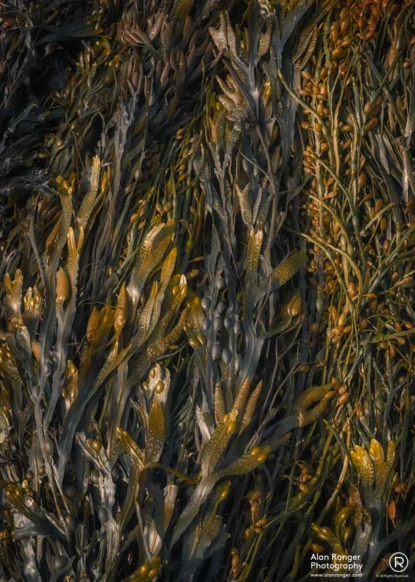 seaweed study 4