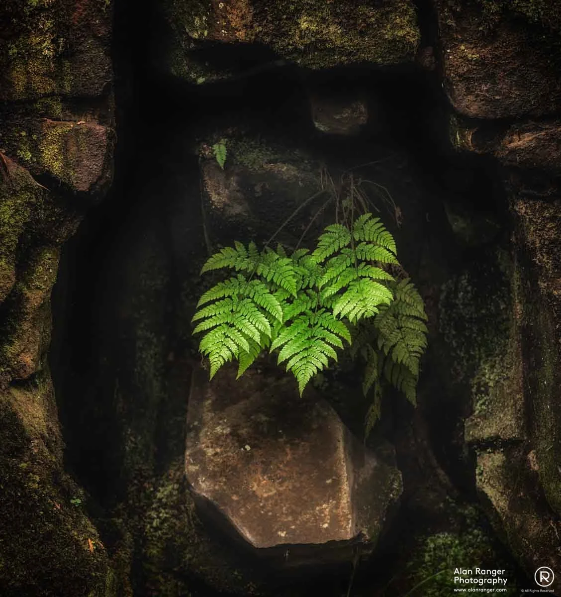 Fern III