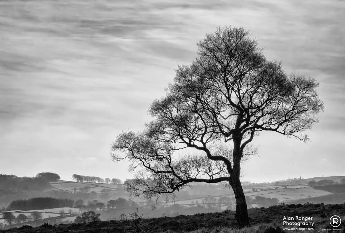 Hathersage Tree