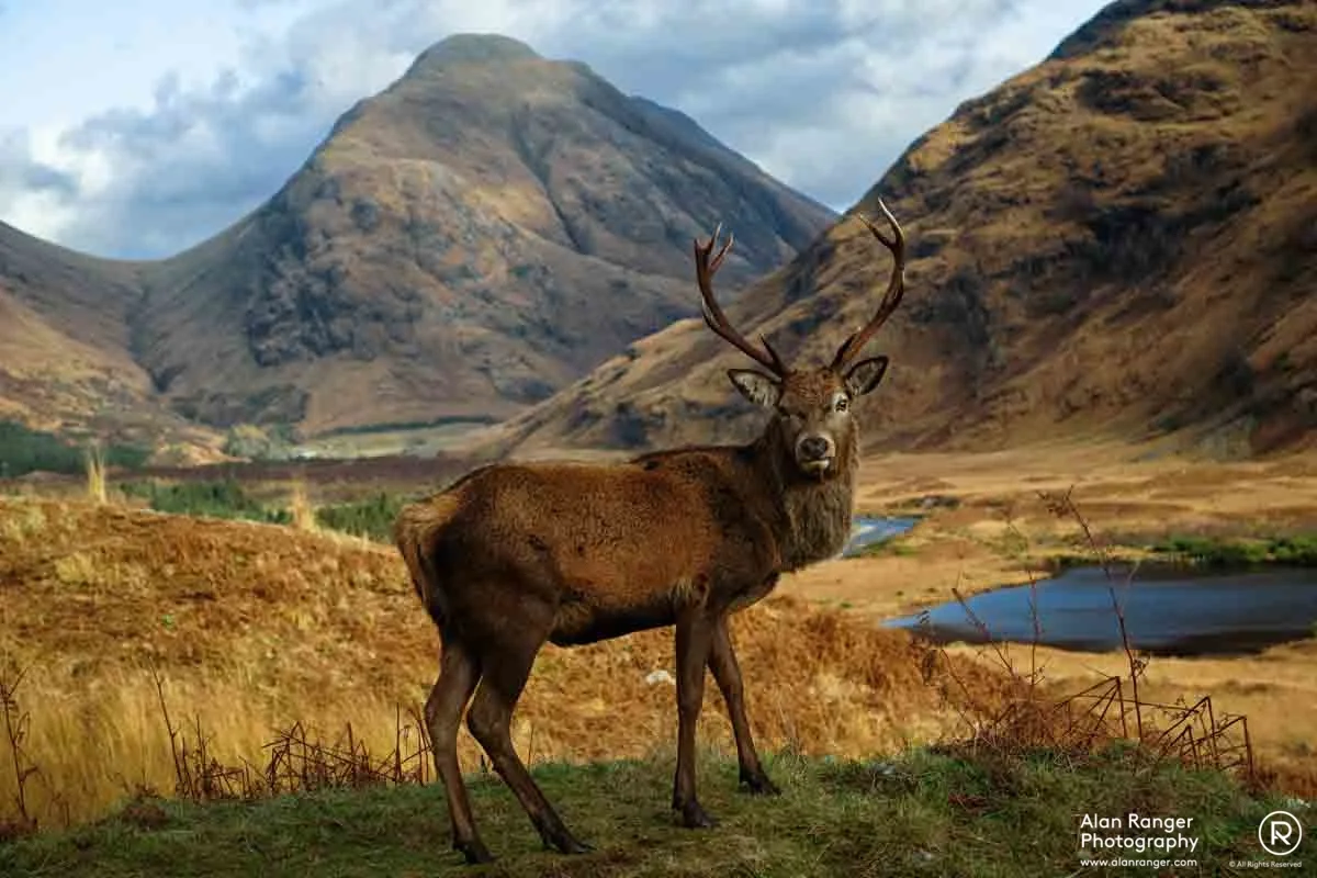 Cheeky Stag