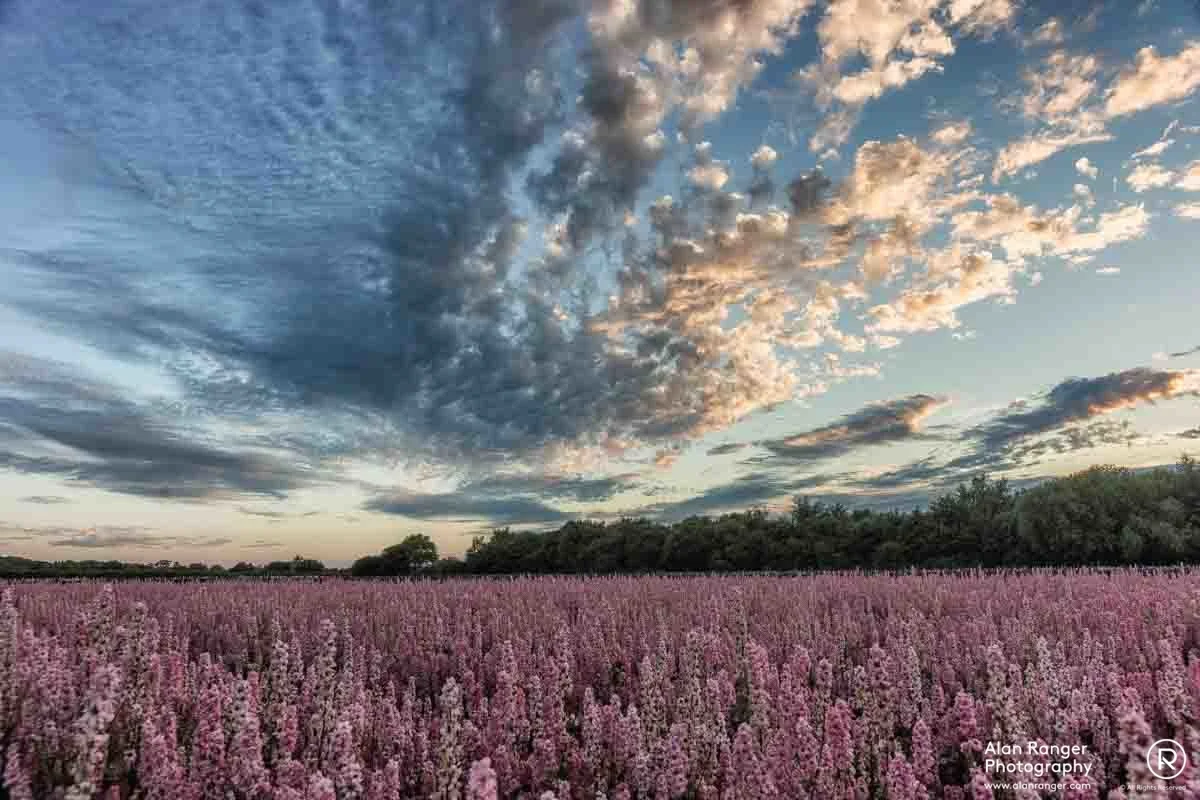 delphinium sky 3