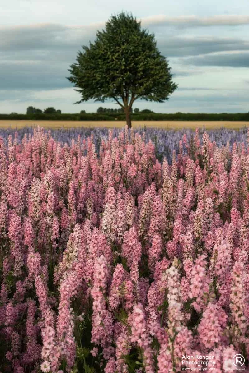 delphinium