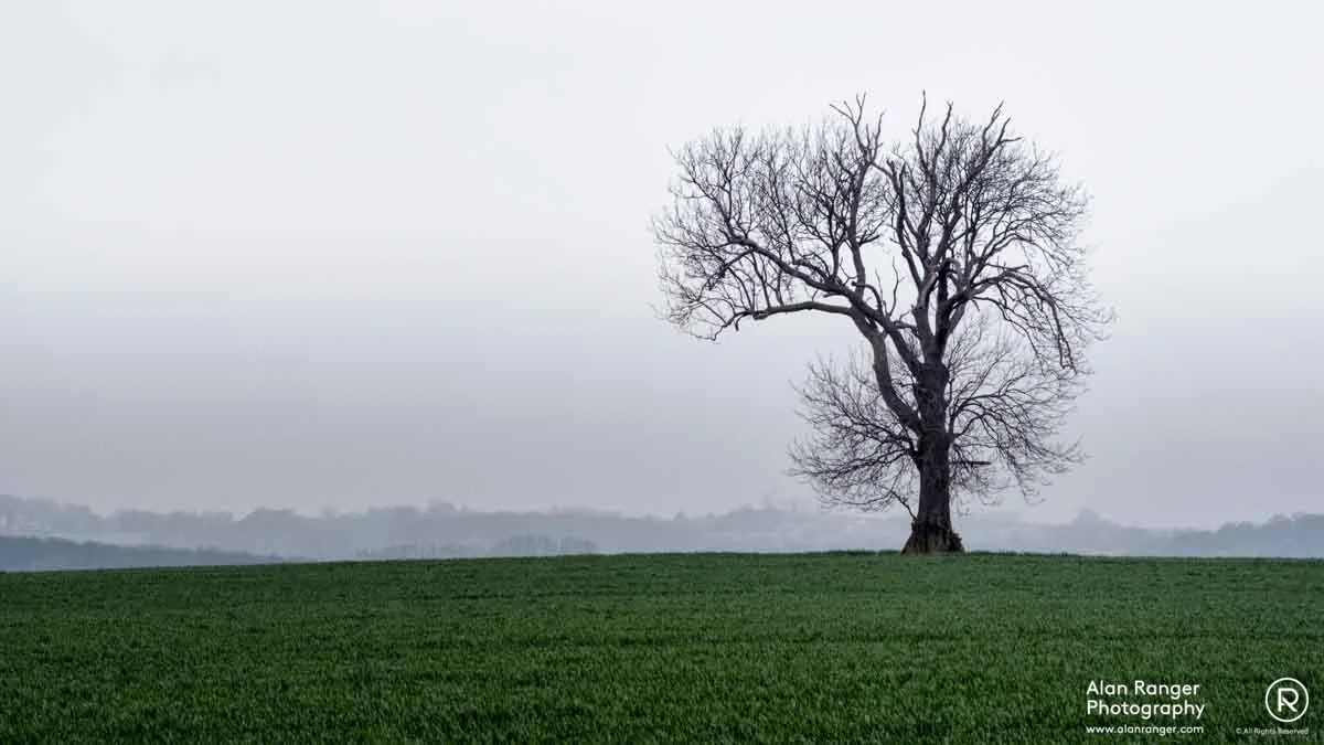 Fosse Tree