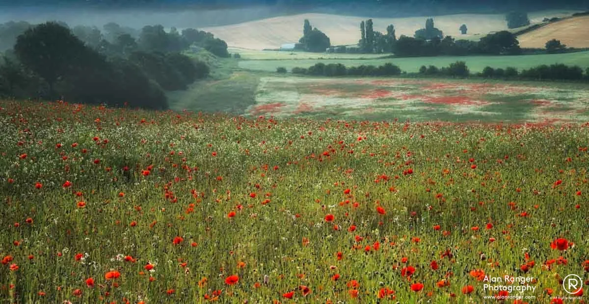 poppy edge