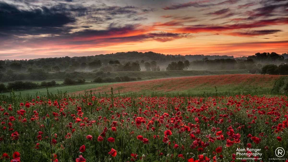 poppy sunrise