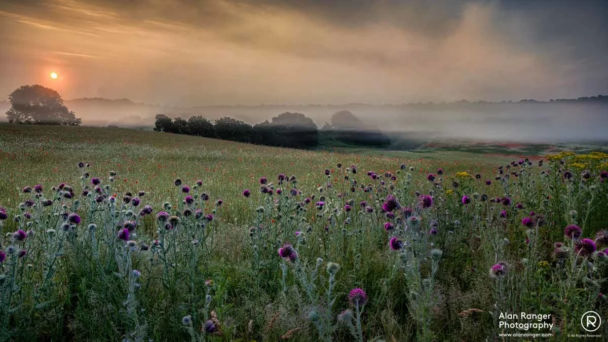 thistle dawn