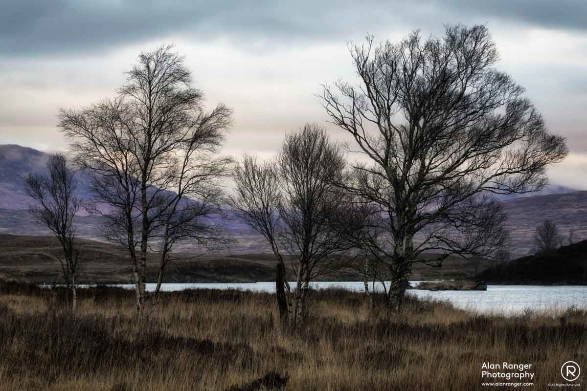 tree shapes 3