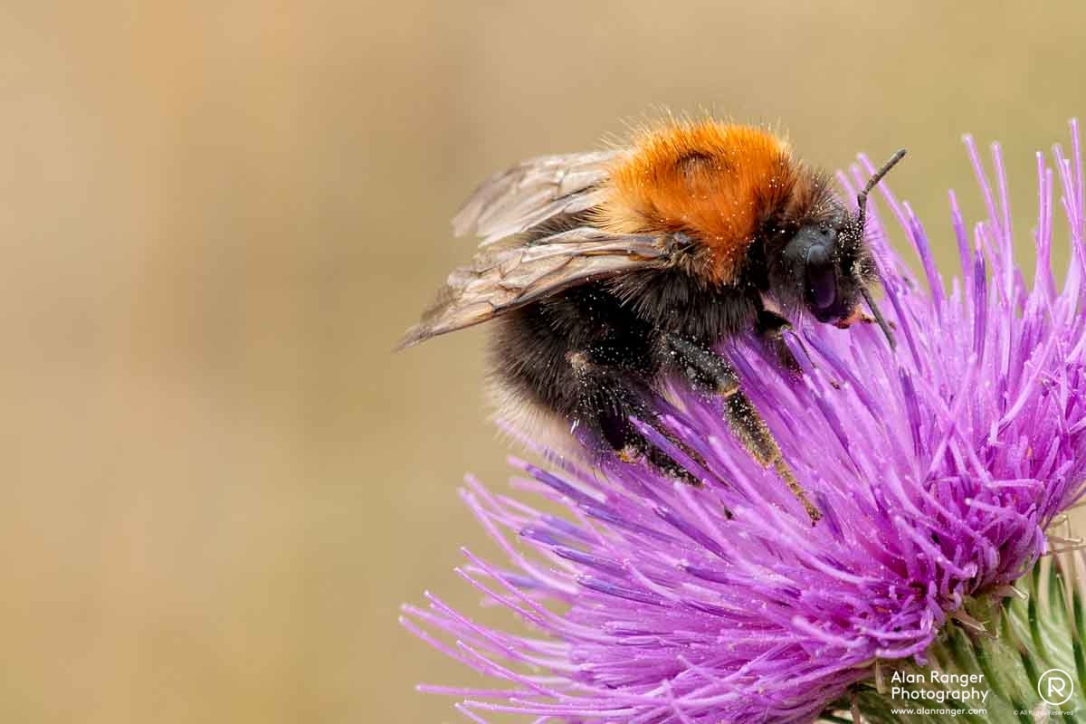 bee on thistle