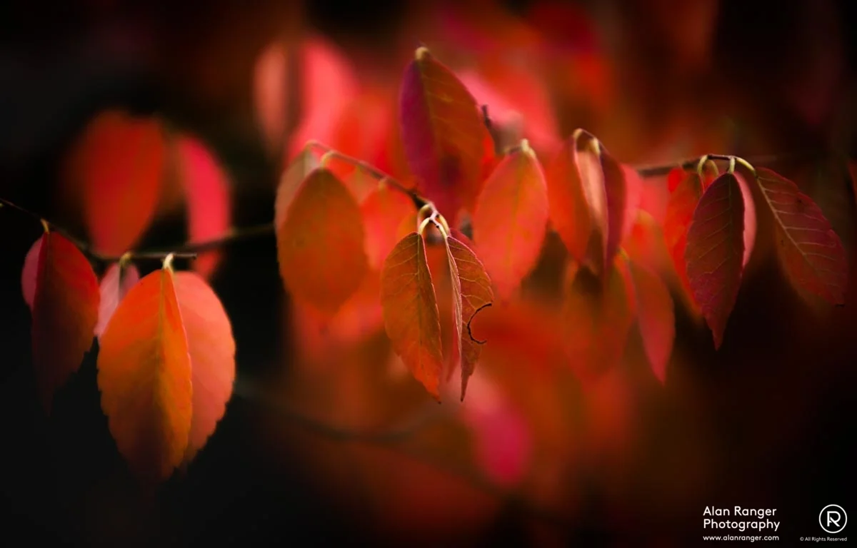 blush