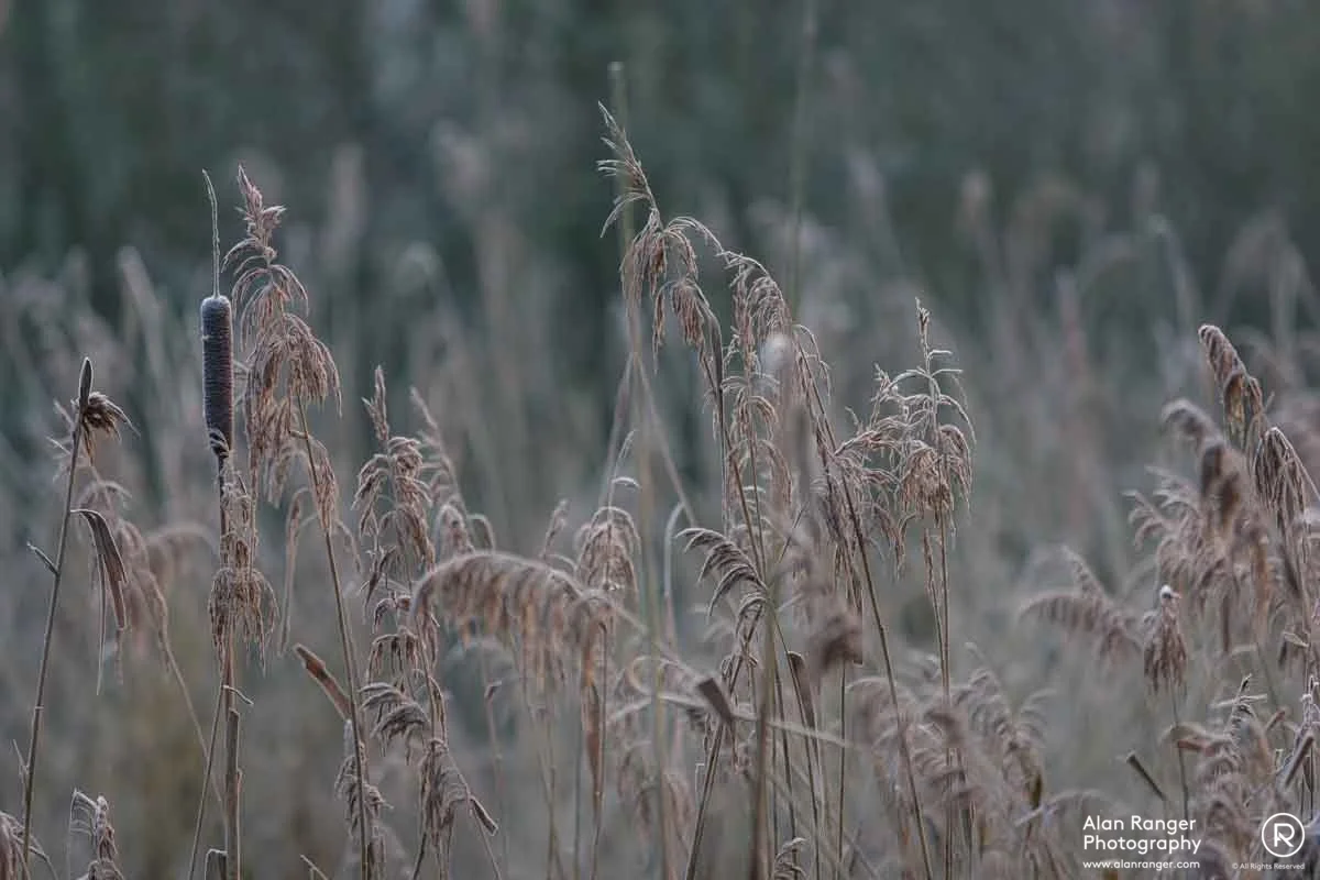 Brandon Marsh 1