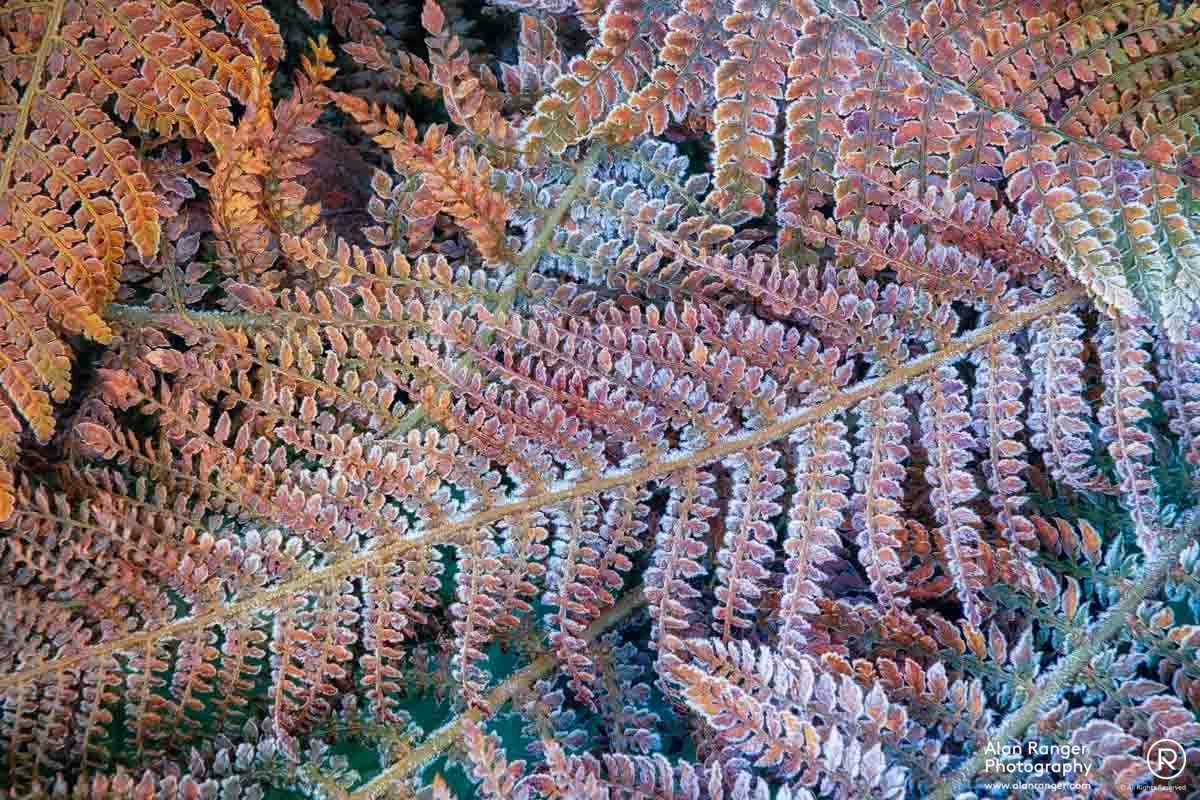 Frozen Ferns