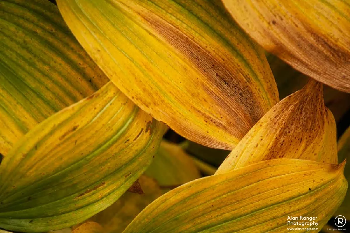 hosta